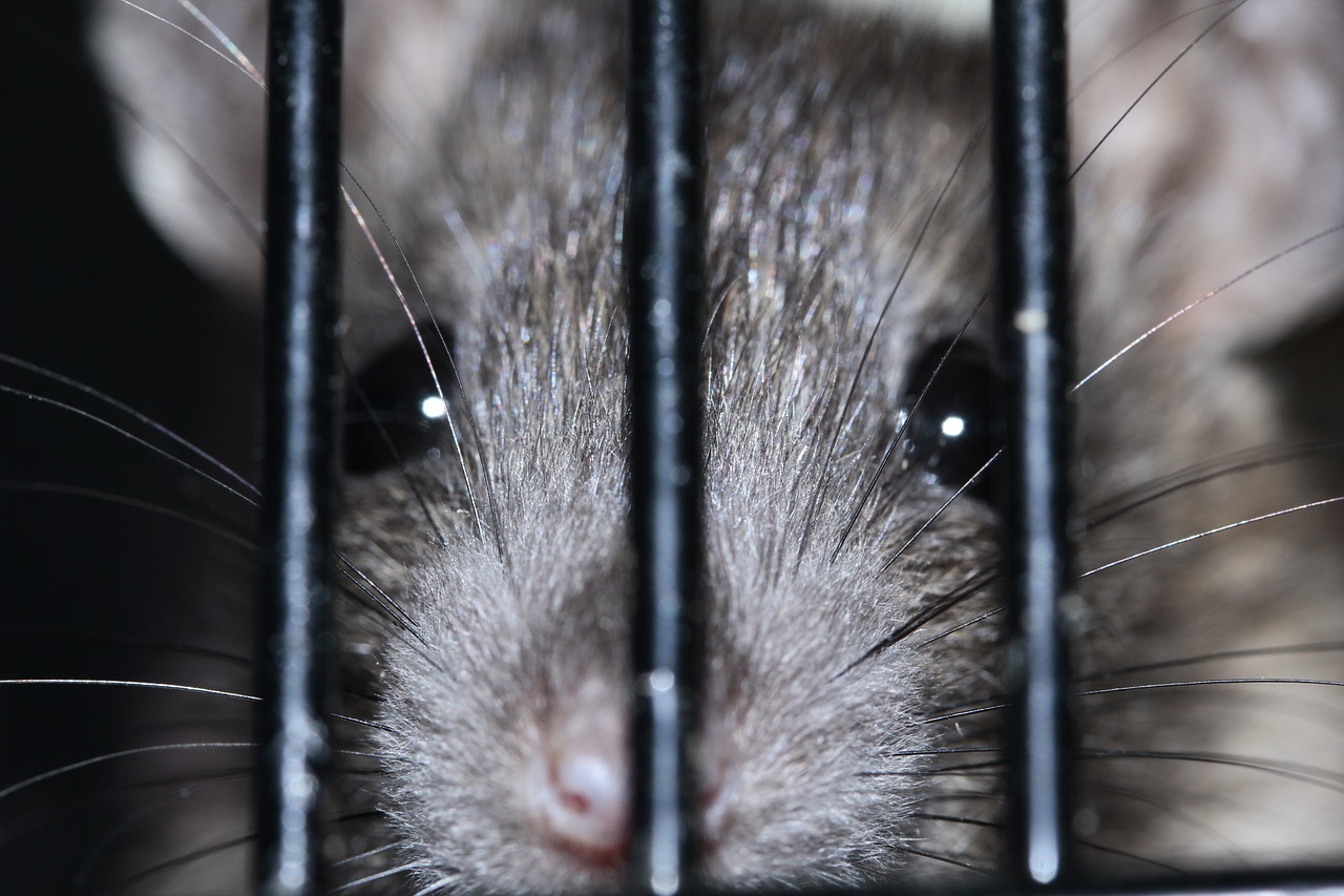 color-rat-399706_1280.jpg