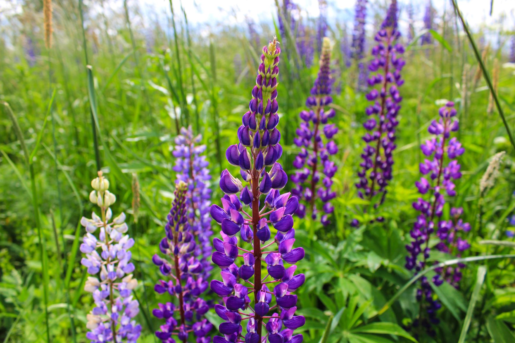 Invasiva-arter_Blomsterlupin.jpg